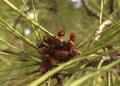 Aleppo pine (Pinus halepensis)
