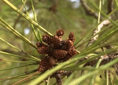 Maritime Pine (Pinus maritima)