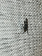 Cerastipsocus trifasciatus