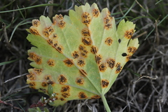 Puccinia malvacearum