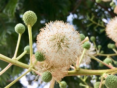 Leucaena esculenta