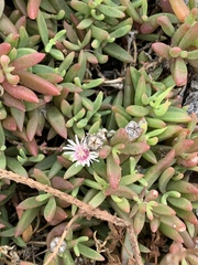 Delosperma caespitosum