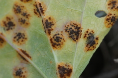Puccinia malvacearum