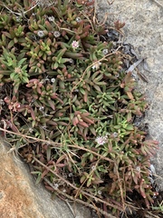 Delosperma caespitosum