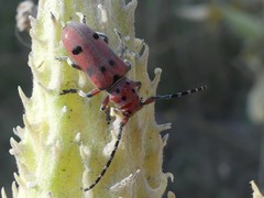 Tetraopes annulatus