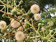 Leucaena esculenta