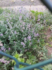 Nepeta × faassenii