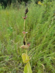 Penstemon grandiflorus