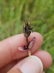 Penstemon grandiflorus