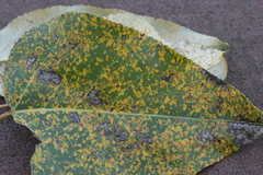 Melampsora allii-populina