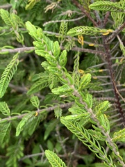 Passerina rigida