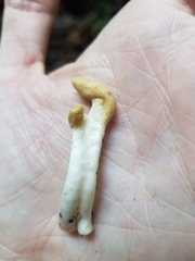 Trichoderma alutaceum