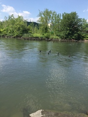 Branta canadensis