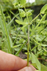 Podosphaera euphorbiae