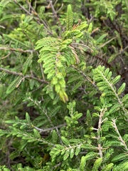 Passerina rigida