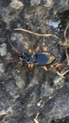 Patrobus longicornis