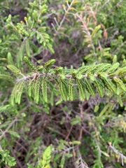 Passerina rigida