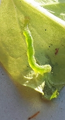 Chrysodeixis chalcites