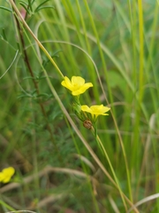 Linum sulcatum