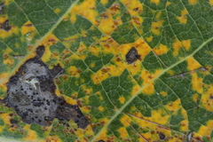 Melampsora allii-populina