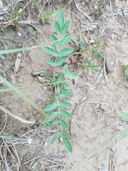 Astragalus lotiflorus