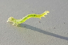 Chrysodeixis chalcites