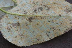 Melampsora allii-populina