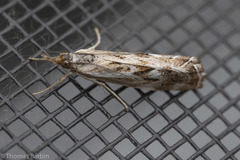 Catoptria oregonicus