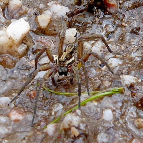 Venatrix furcillata