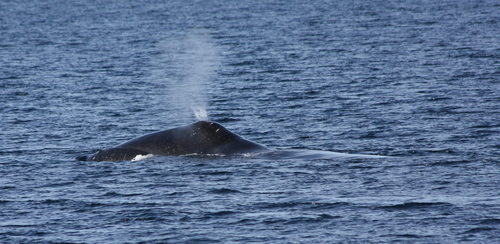 Bowhead Whale