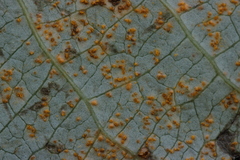 Melampsora allii-populina