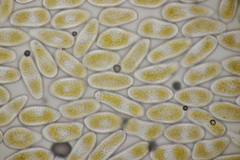 Melampsora allii-populina