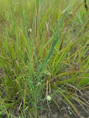 Antistrophus pisum