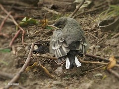 Motacilla alba