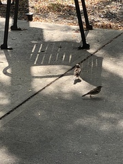 Passer domesticus