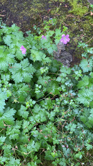 Geranium × oxonianum