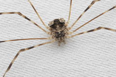 Leptobunus parvulus