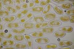 Melampsora allii-populina