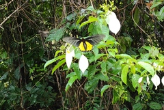 Troides minos