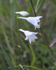 Hosta longissima