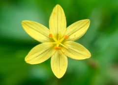 Sisyrinchium cernuum