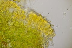 Melampsora allii-populina