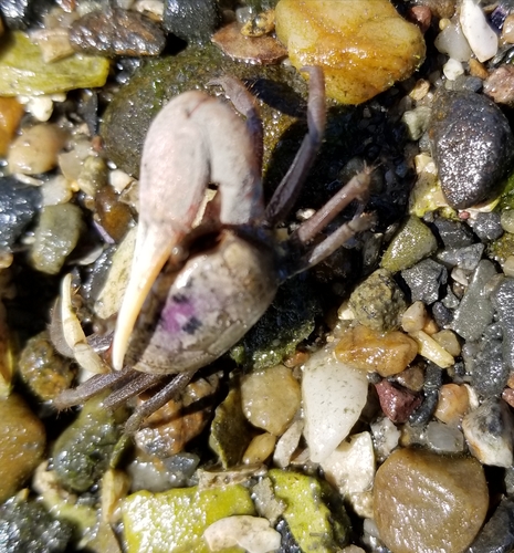Leptuca pugilator