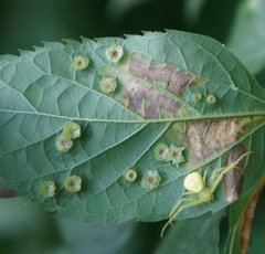 Pachypsylla celtidisasterisca