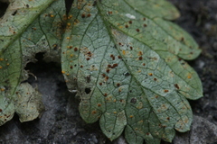 Phragmidium mexicanum
