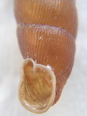 Macrogastra rolphii