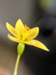 Sisyrinchium cernuum