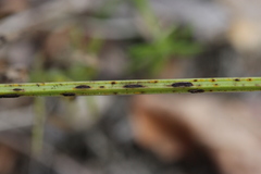 Puccinia punctata