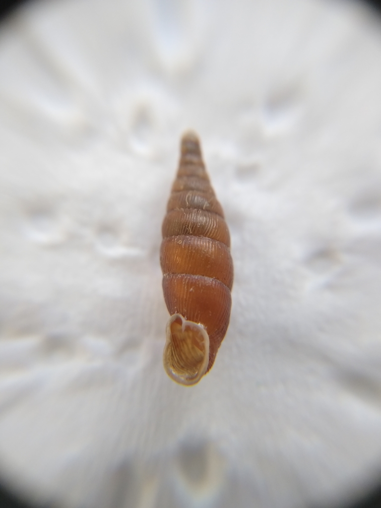 Clausiliini