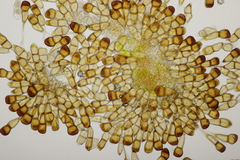 Puccinia punctata